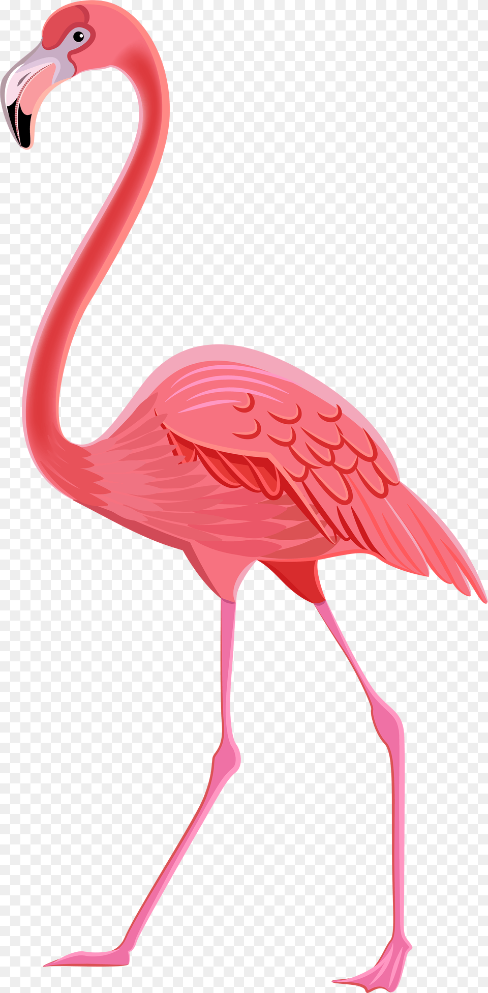Transparent Background Flamingo Clipart Transparent Background Flamingo Clipart, Animal, Bird Free Png