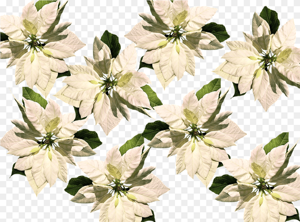Transparent Background Flower, Leaf, Petal, Plant, Geranium Png
