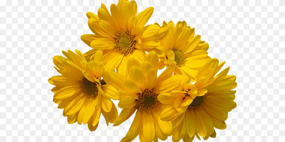 Transparent Background Flower, Daisy, Plant, Petal, Sunflower Free Png