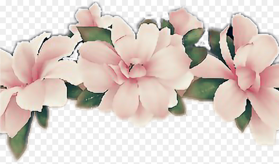 Background Flower Crown Clipart, Petal, Plant, Accessories, Dahlia Free Transparent Png