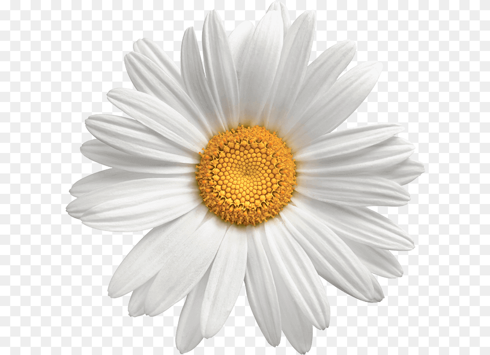 Transparent Background Flower Daisy Daisy Flower Transparent, Plant, Petal, Anemone Free Png