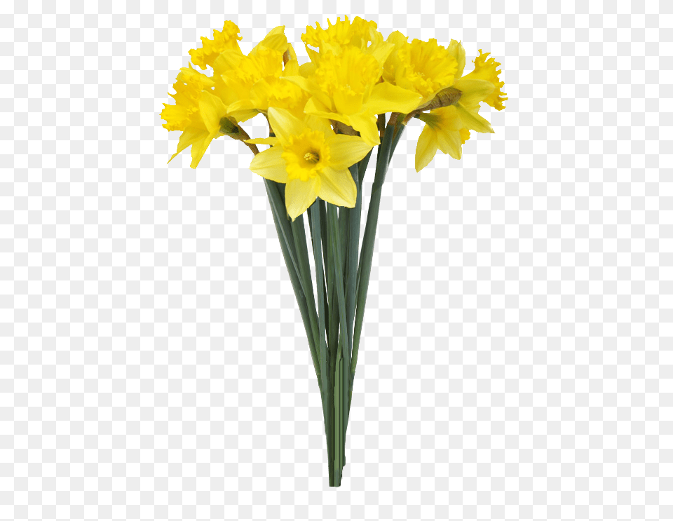 Transparent Background Flower Flower Vase Transparent Background, Daffodil, Plant Free Png Download
