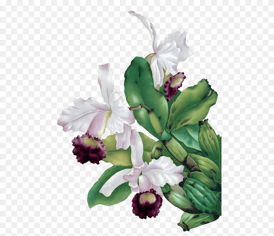 Transparent Background Flower Painting, Plant, Orchid, Flower Arrangement Png Image