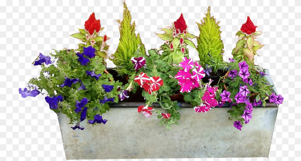 Transparent Background Flower Pots, Jar, Plant, Planter, Potted Plant Png Image