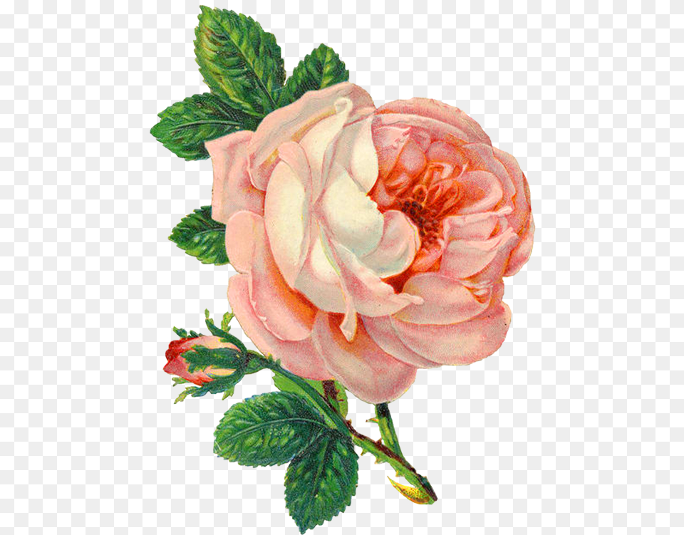 Background Flowers, Dahlia, Flower, Plant, Rose Free Transparent Png