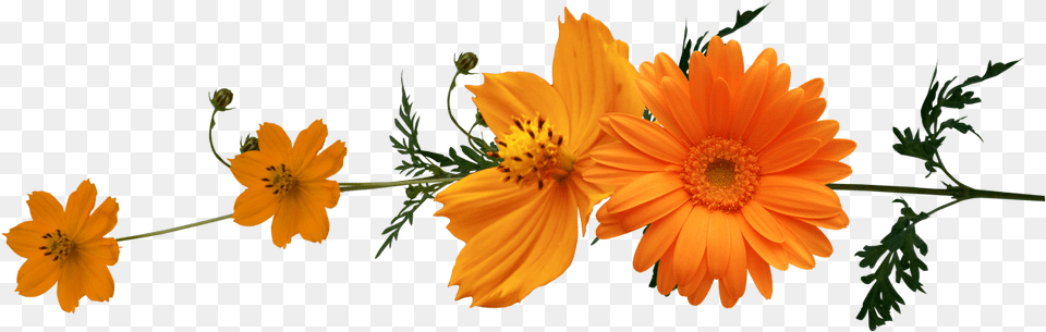 Background Flowers Autumn, Anther, Daisy, Flower, Petal Free Transparent Png