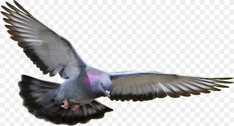 Transparent Background Flying Pigeon, Animal, Bird, Dove Free Png