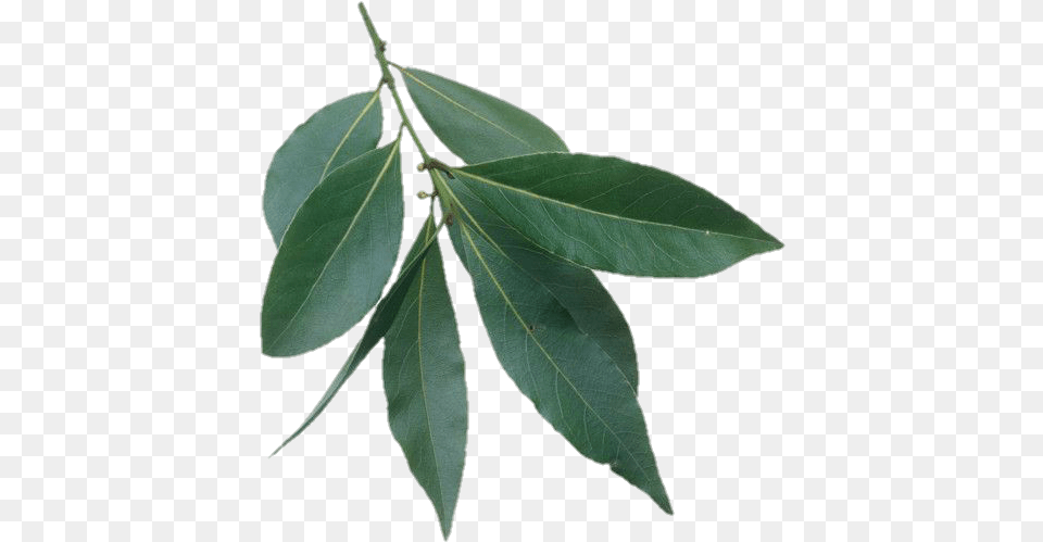 Transparent Background Foliage, Leaf, Plant, Tree, Annonaceae Free Png