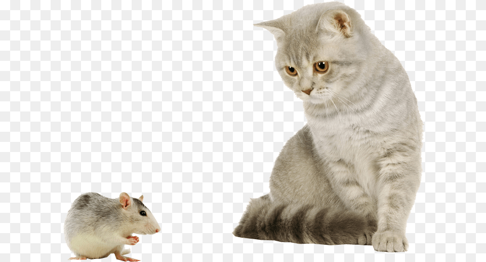 Transparent Background Cat And Mouse Transparent, Animal, Mammal, Rat, Rodent Free Png