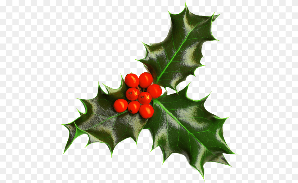 Background Images Christmas Holly Background, Leaf, Plant, Food, Fruit Free Transparent Png