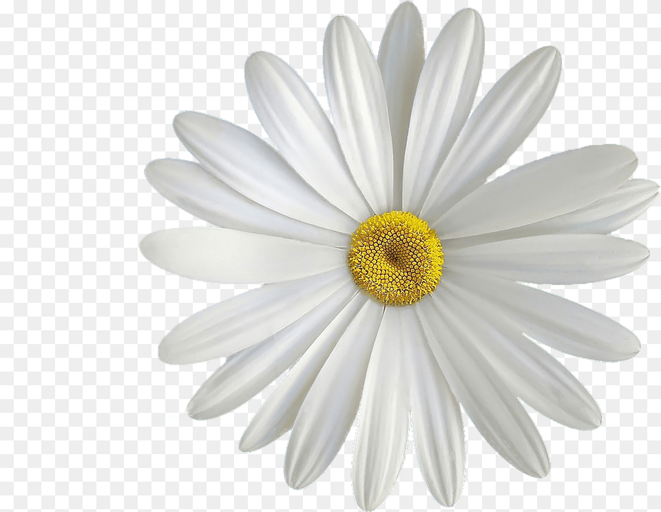 Transparent Background Gerbera Flower Blue, Daisy, Plant, Anther, Petal Free Png