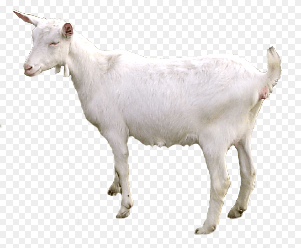 Transparent Background Goat Transparent, Livestock, Animal, Mammal, Cattle Png Image
