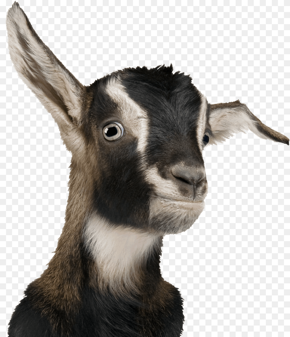 Transparent Background Goats, Livestock, Animal, Goat, Mammal Free Png Download