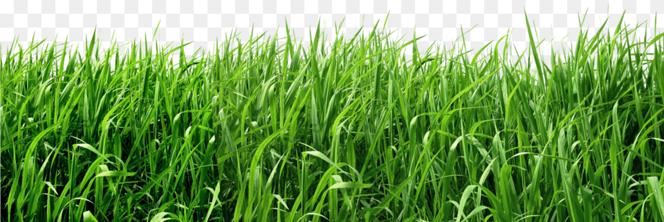 Background Grass, Plant, Vegetation, Lawn, Field Free Transparent Png