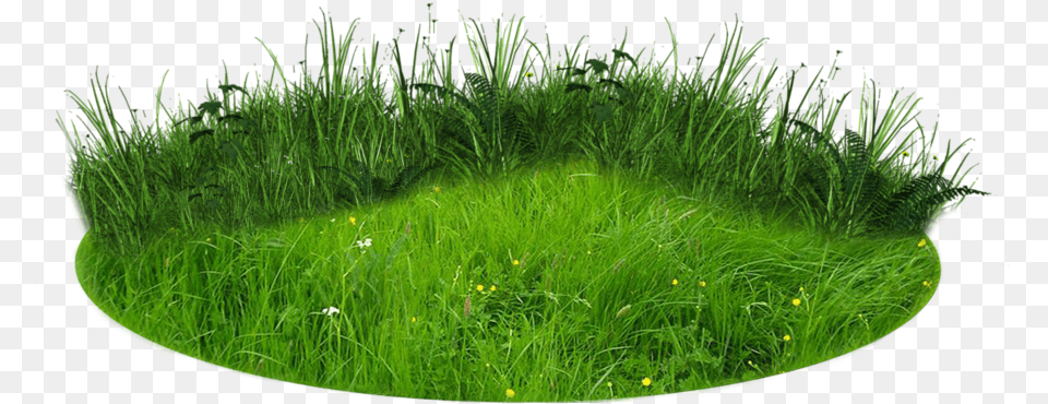 Background Grass Patch, Field, Grassland, Lawn, Nature Free Transparent Png