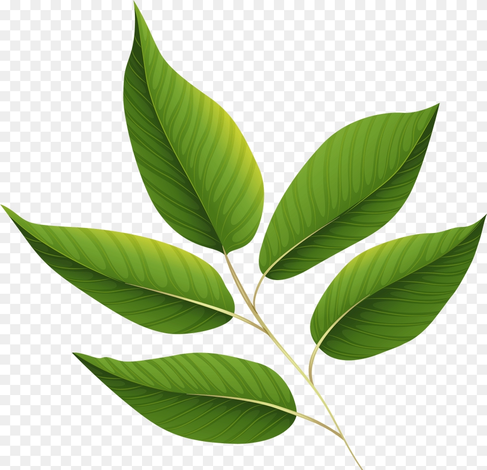 Transparent Background Green Leaf Clip Art, Plant, Tree, Annonaceae Png Image