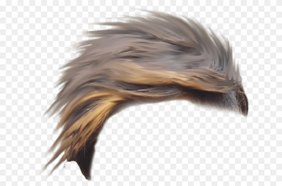 Transparent Background Hair, Animal, Bird, Eagle, Beak Png Image
