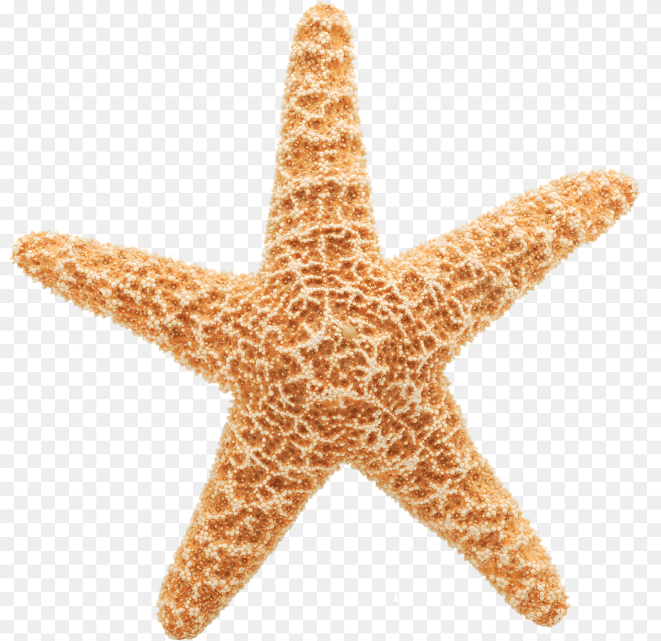 Background Hd Download Starfish Gif, Animal, Sea Life, Invertebrate Free Transparent Png