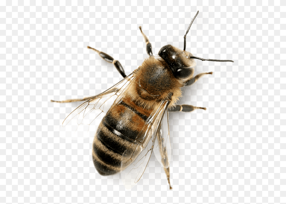 Transparent Background Honey Bee, Animal, Honey Bee, Insect, Invertebrate Free Png Download
