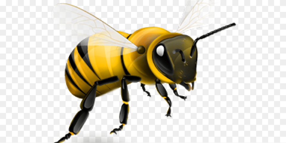 Transparent Background Honey Bee, Animal, Invertebrate, Insect, Honey Bee Free Png Download