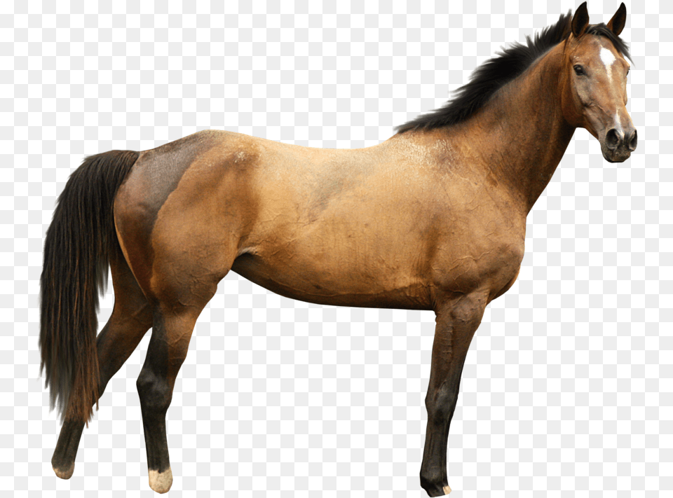 Background Horse, Animal, Colt Horse, Mammal, Stallion Free Transparent Png