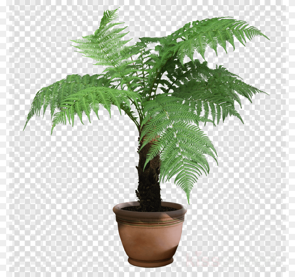 Transparent Background House Plant, Fern, Palm Tree, Tree, Potted Plant Free Png Download