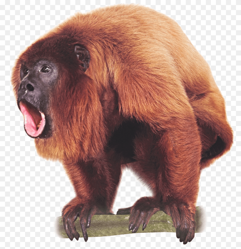 Transparent Background Howler Monkey, Animal, Mammal, Wildlife Png Image