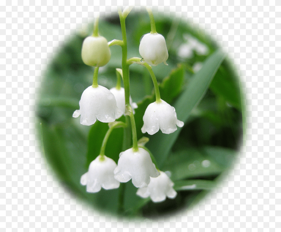 Background Hq Image Lily Of The Valley Hd, Amaryllidaceae, Flower, Plant, Petal Free Transparent Png