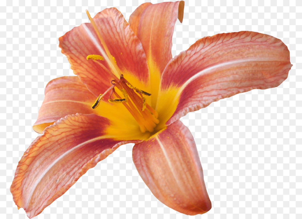 Transparent Background Hq Image Lily Transparent Background, Flower, Plant, Petal Free Png Download