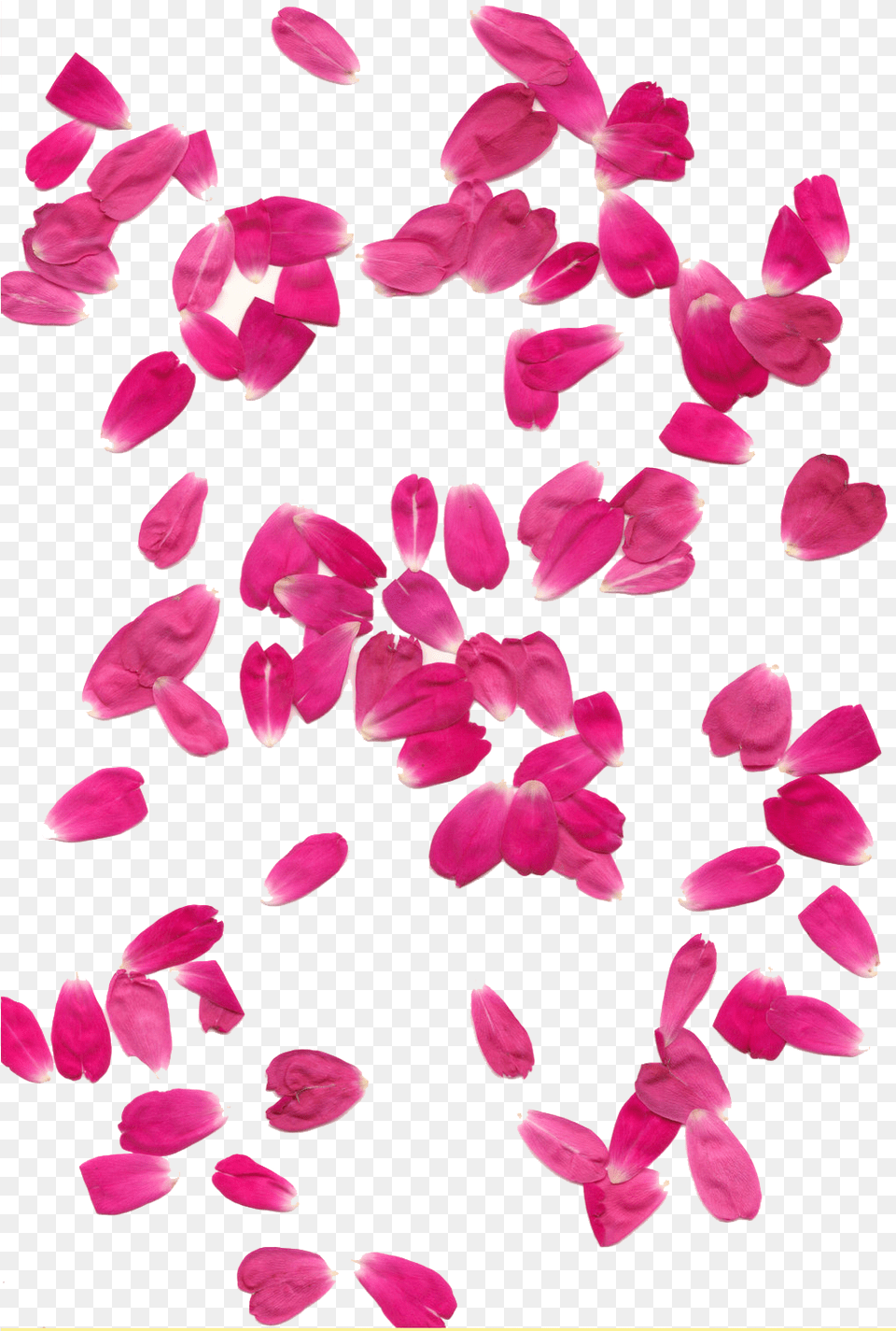 Transparent Background Hq Transparent Background Pink Flower Petals, Petal, Plant Png Image