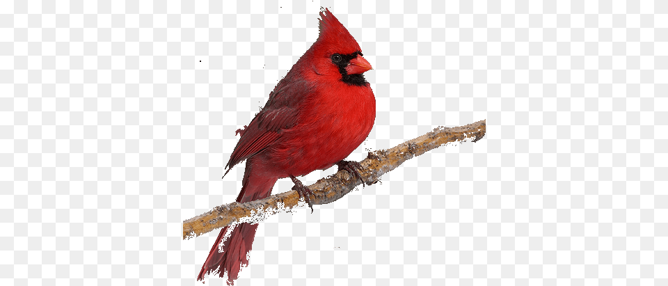 Background Image Cardinal Bird No Background, Animal, Beak Free Transparent Png