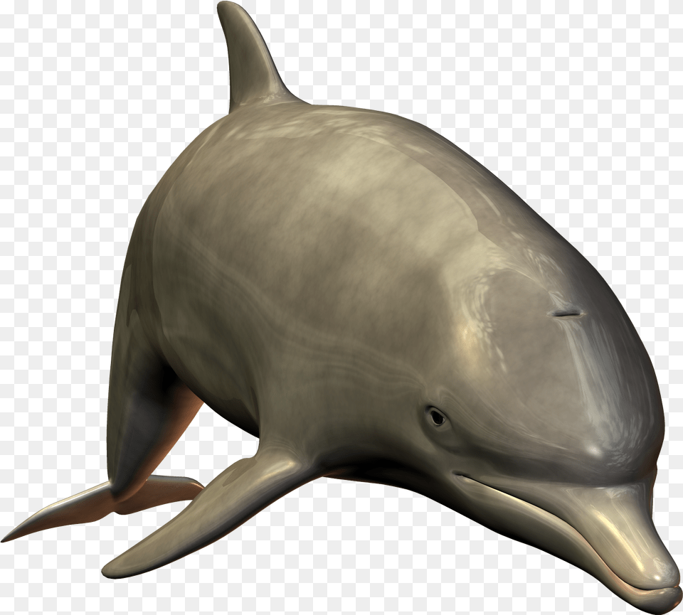 Background Image Dolphin White Background, Animal, Mammal, Sea Life, Fish Free Transparent Png