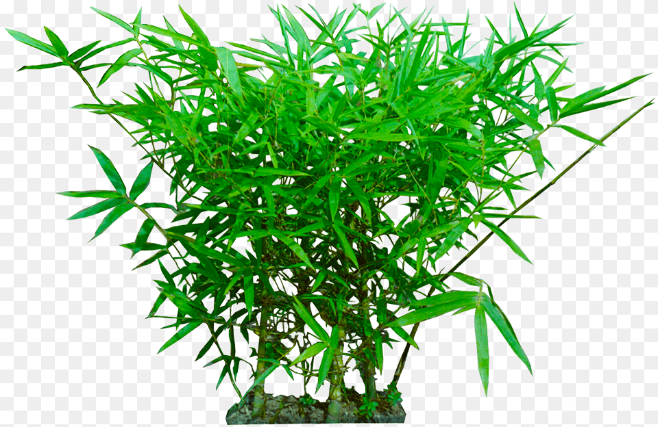 Transparent Background Plant, Tree, Bamboo Png Image
