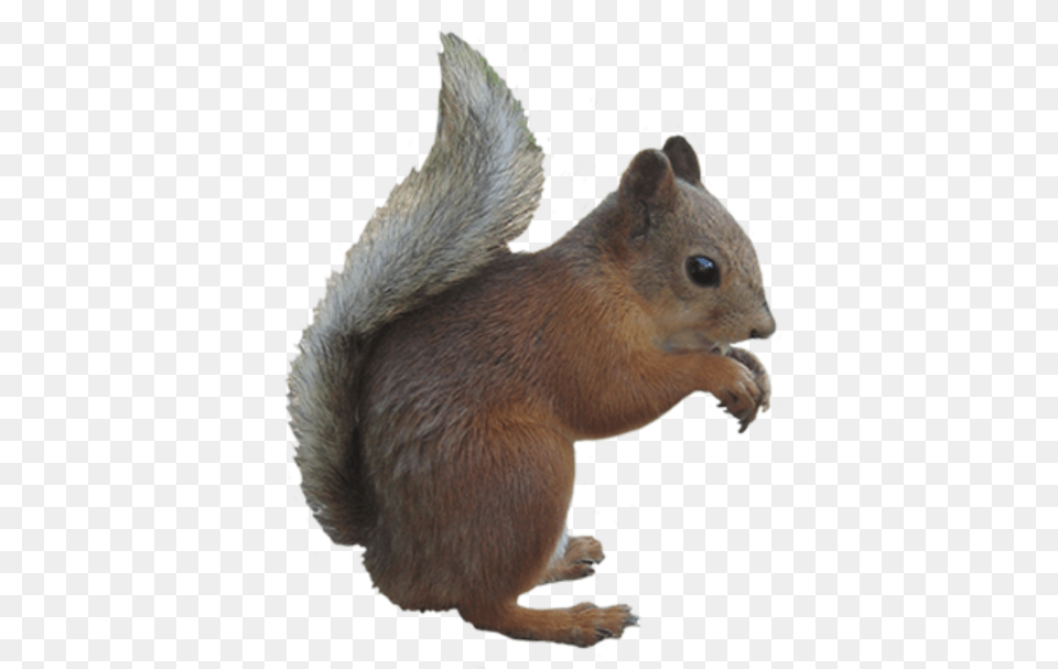 Transparent Background Squirrel With Clear Background, Animal, Mammal, Rat, Rodent Png Image