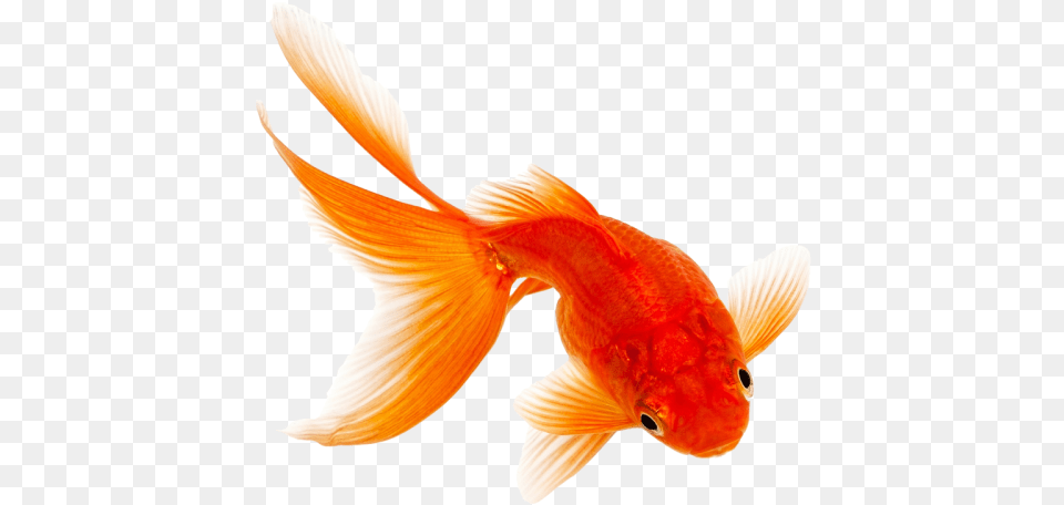 Transparent Background Image Transparent Background Orange Fish, Animal, Sea Life, Goldfish Png