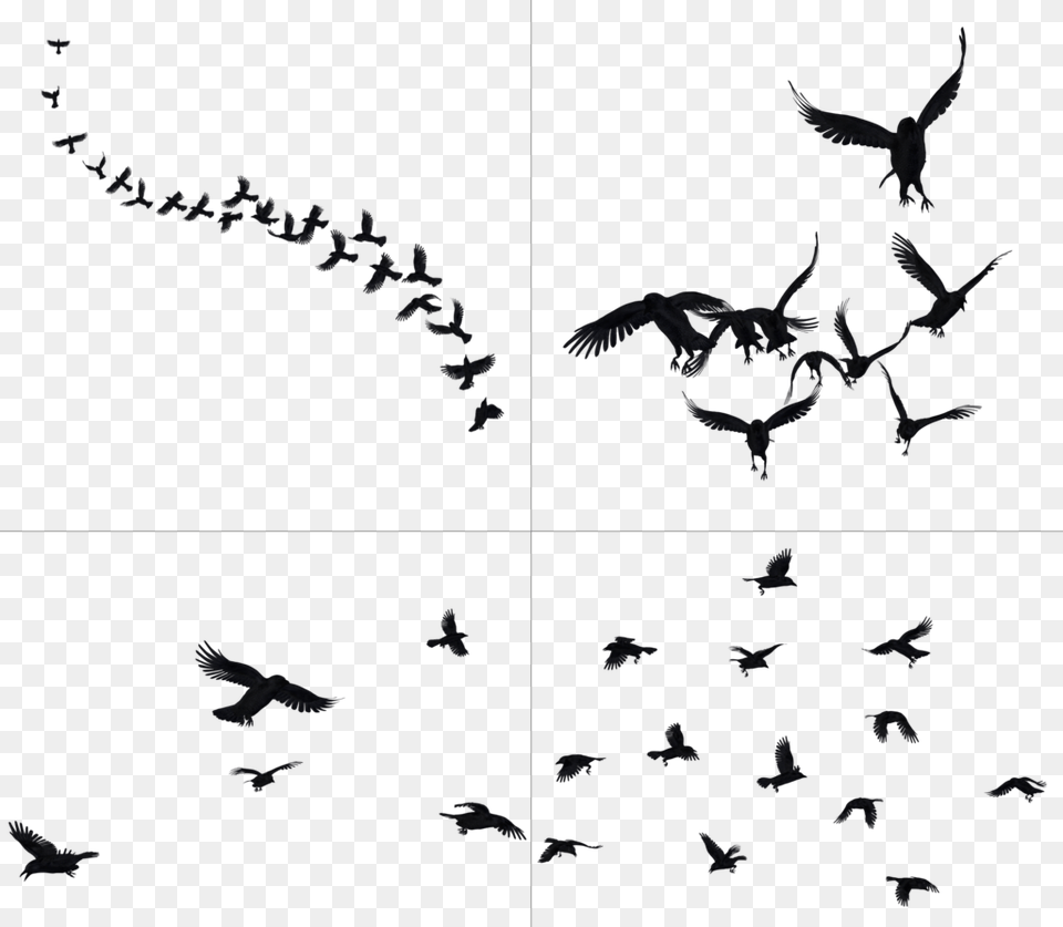 Background Images Crows, Animal, Bird, Flying, Antelope Free Transparent Png