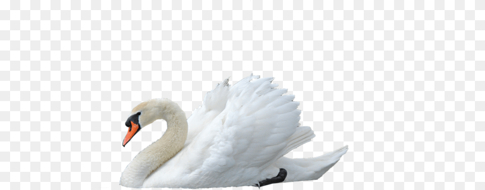 Background Images U2013 Gameznet Royalty Stock Swan, Animal, Bird Free Transparent Png