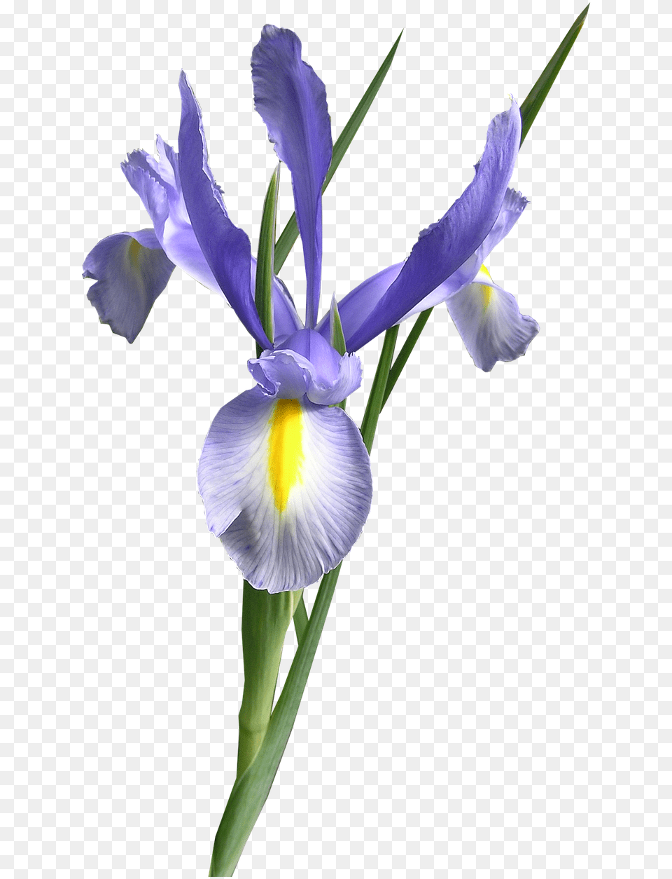 Transparent Background Iris Flower, Plant, Petal Free Png Download