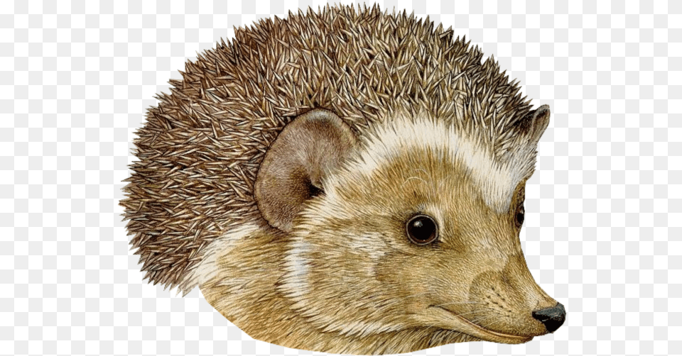 Transparent Background Jan Brett The Hat, Animal, Hedgehog, Mammal, Rat Png Image