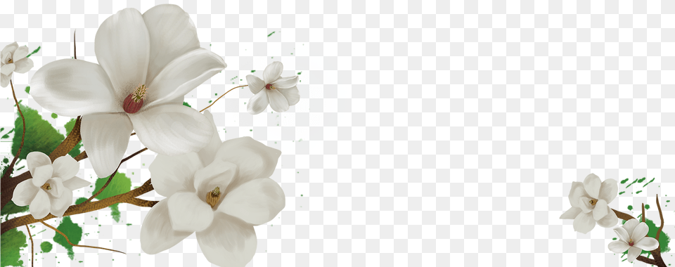Transparent Background Jasmine Flower, Anemone, Anther, Geranium, Plant Png Image