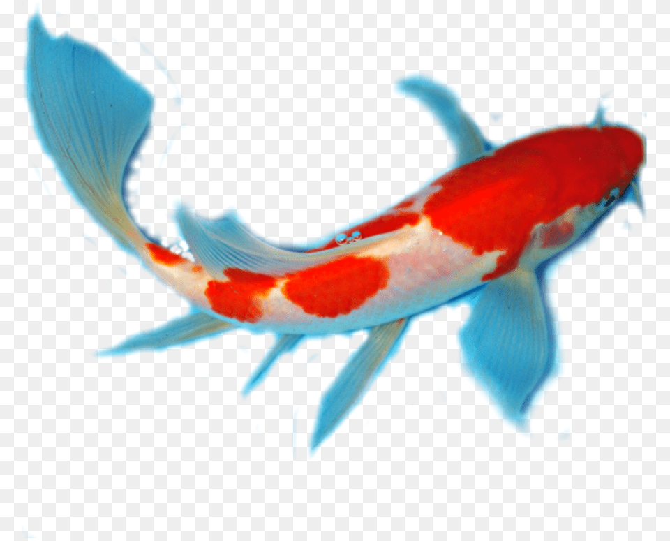 Transparent Background Koi Fish Fish, Animal, Sea Life, Carp Png