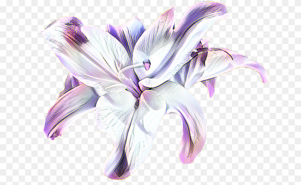 Transparent Background Lavender Flowers On Transparent, Flower, Plant, Anther, Lily Free Png Download