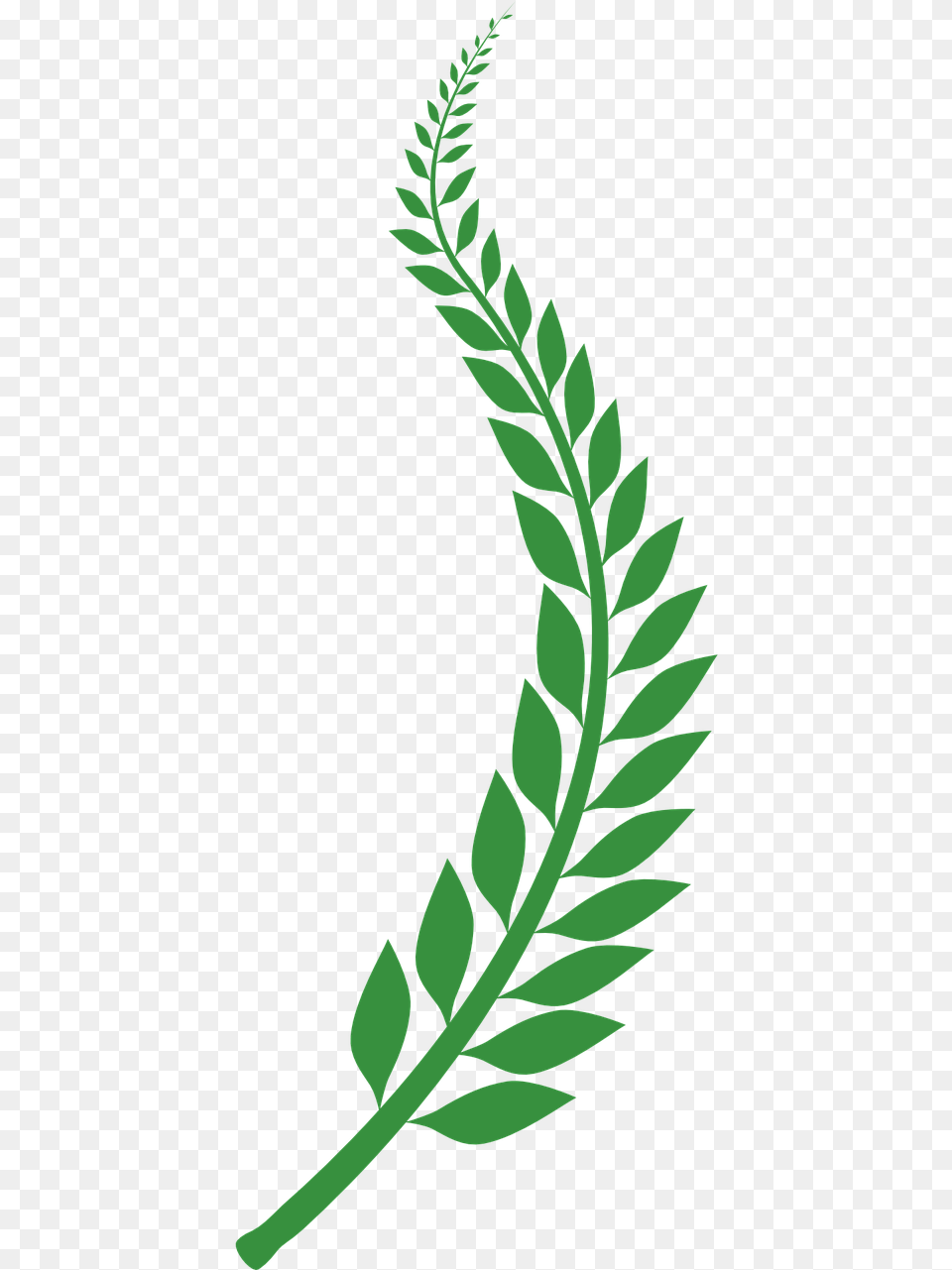 Transparent Background Leaf Wreath, Green, Herbal, Herbs, Plant Free Png Download