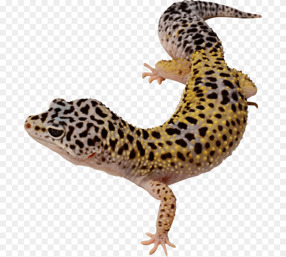 Transparent Background Leopard Gecko, Animal, Lizard, Reptile Free Png