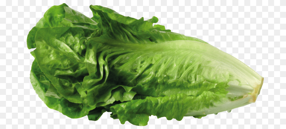 Transparent Background Lettuce Romaine Lettuce Clipart, Food, Plant, Produce, Vegetable Free Png