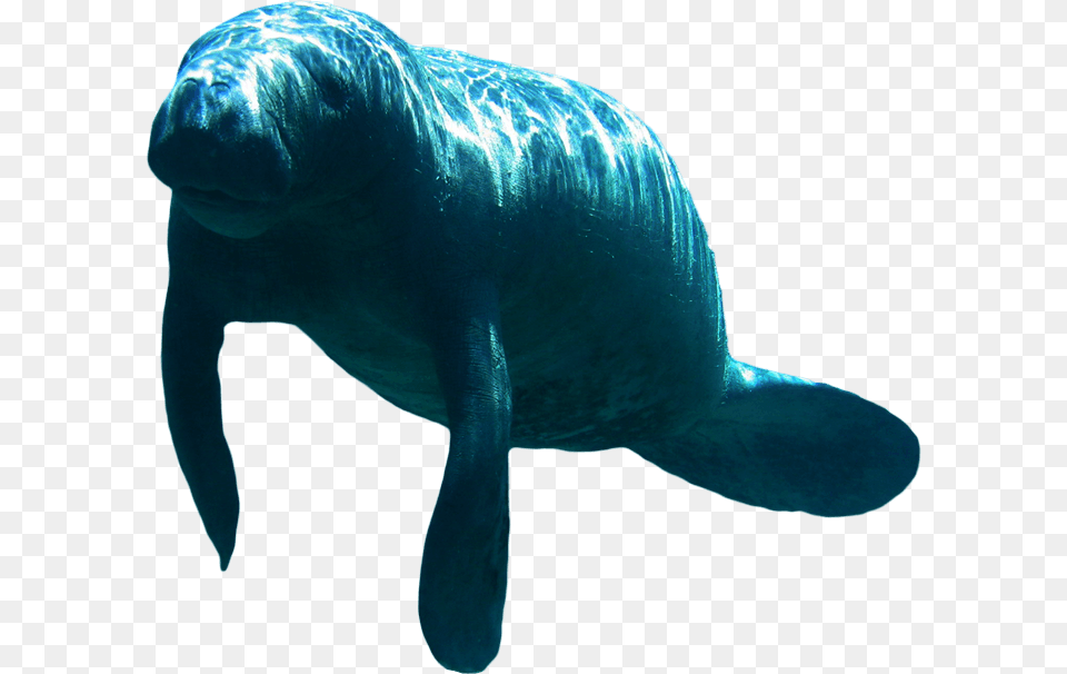 Transparent Background Manatee Clipart, Animal, Mammal, Fish, Sea Life Png