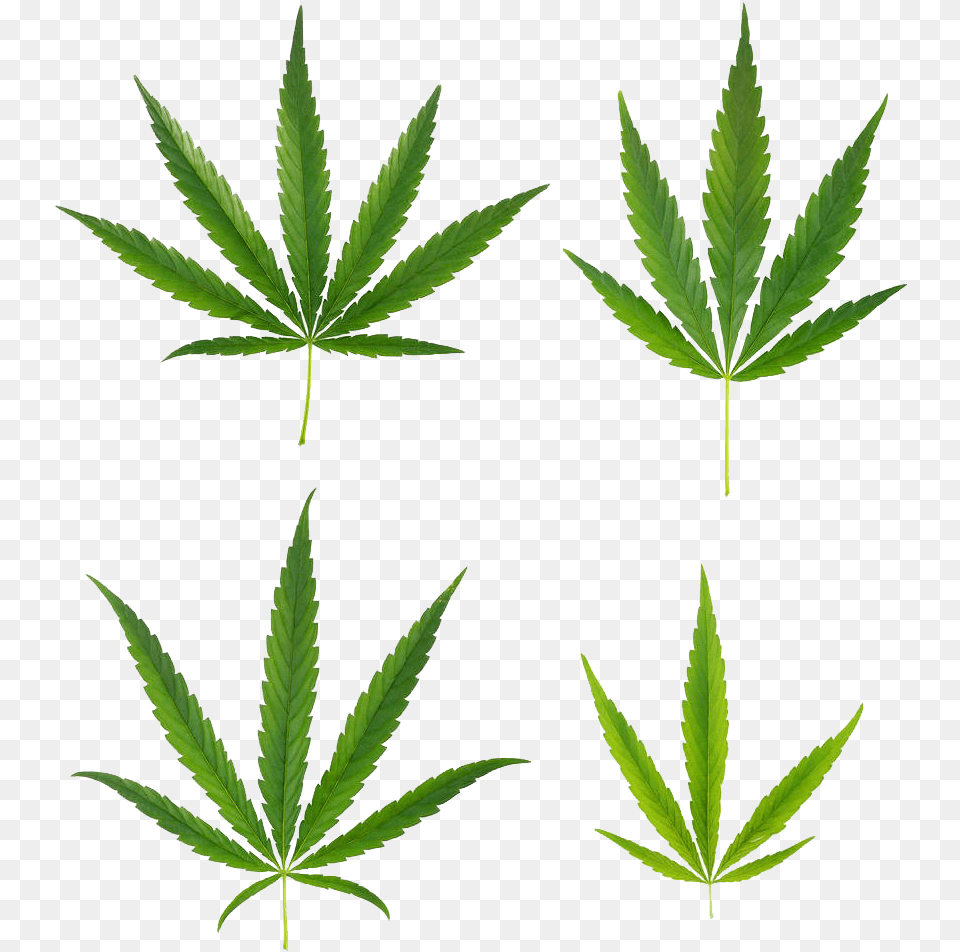 Background Marijuana Leaf, Plant, Weed, Hemp Free Transparent Png