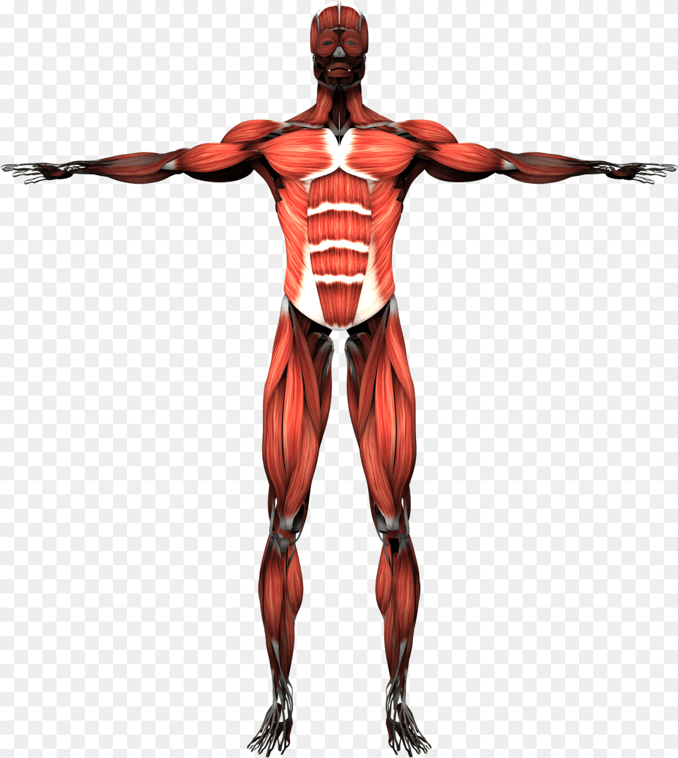 Transparent Background Medizinische Illustration Mnnlichen Muskulsen Grukarte, Adult, Male, Man, Person Free Png