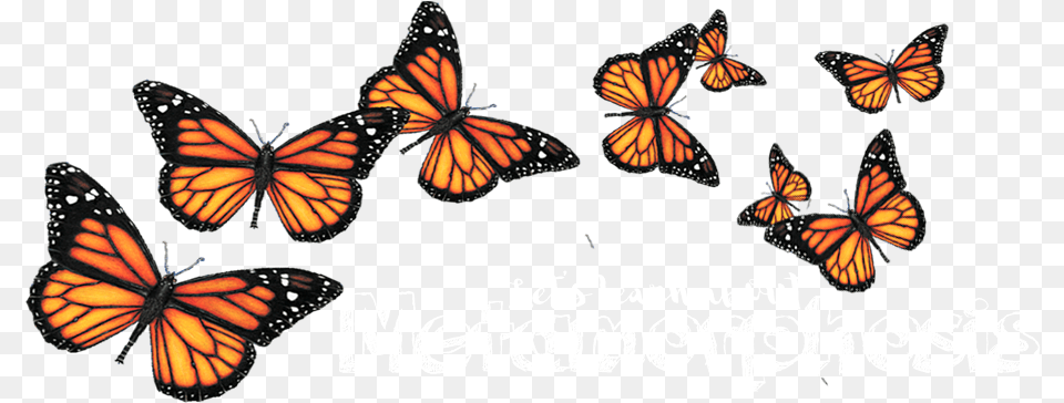 Transparent Background Monarch Butterfly Clipart, Animal, Insect, Invertebrate Png Image