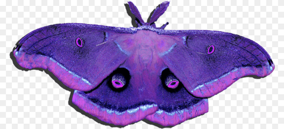 Transparent Background Moth Wings Purple, Animal, Butterfly, Insect, Invertebrate Free Png Download